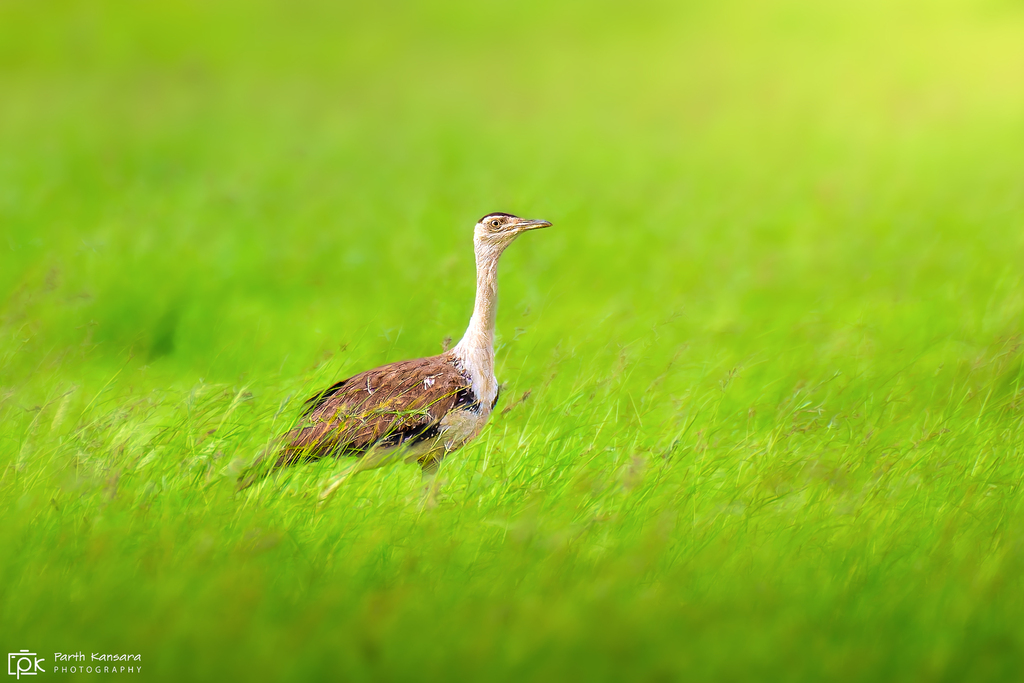 Great Indian Bustard reference