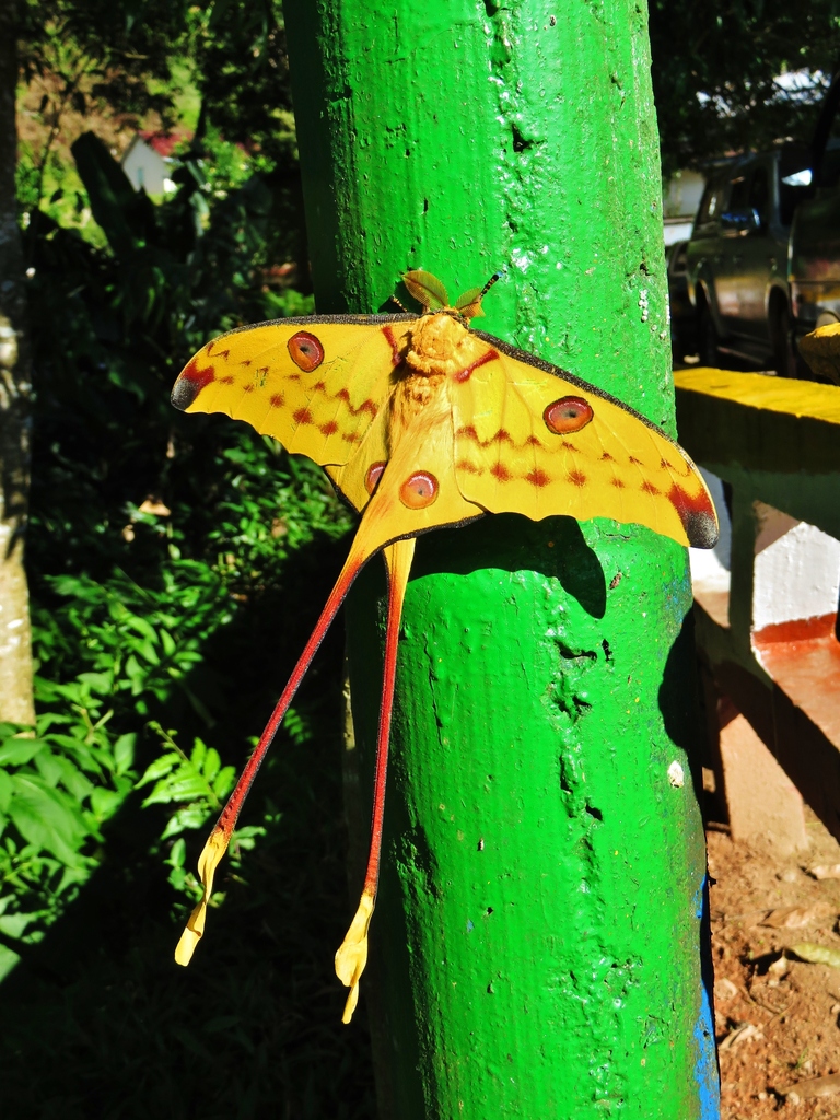 Comet Moth reference
