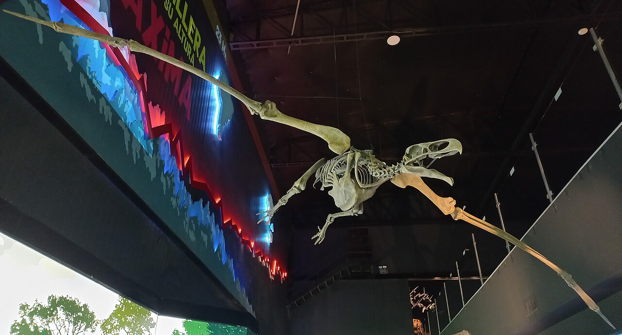Argentavis magnificens reference
