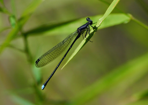 Blue-tipped Dancer reference