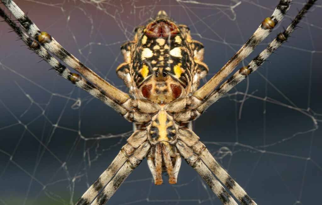 Common Garden Orbweb Spider reference