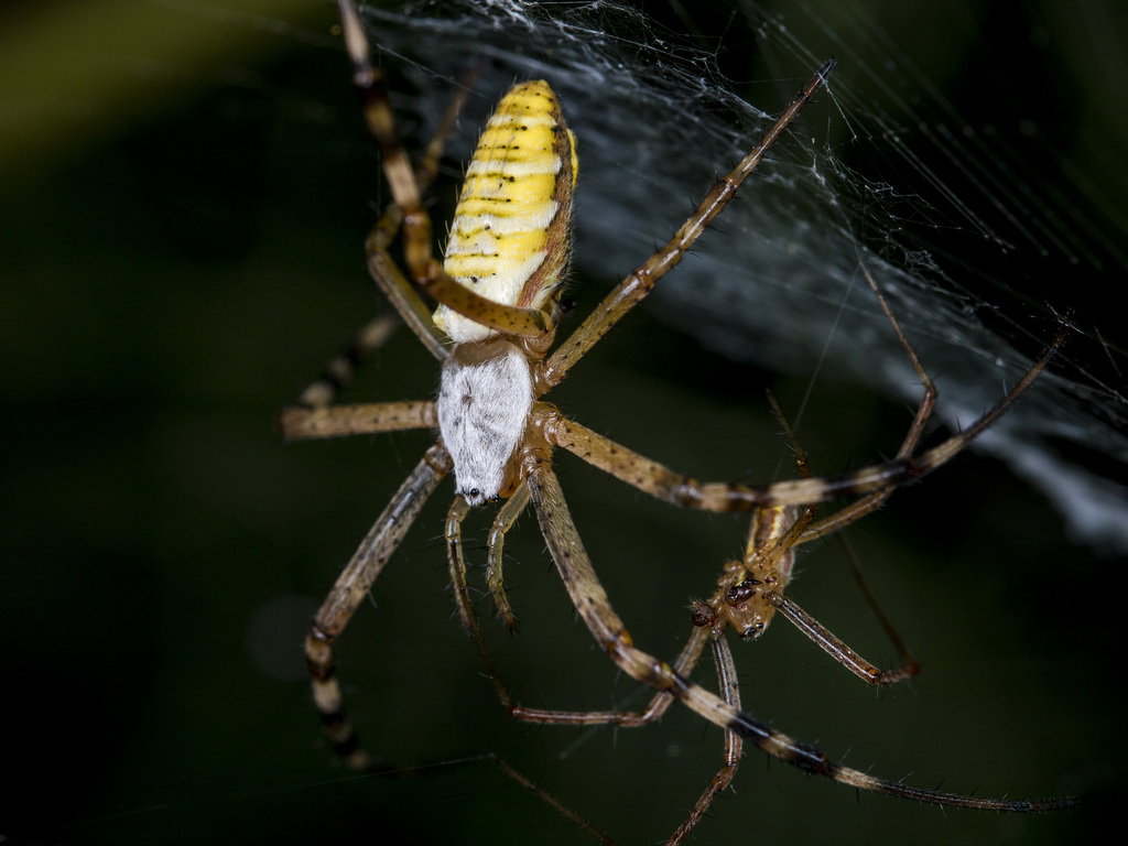 Wasp Spider reference