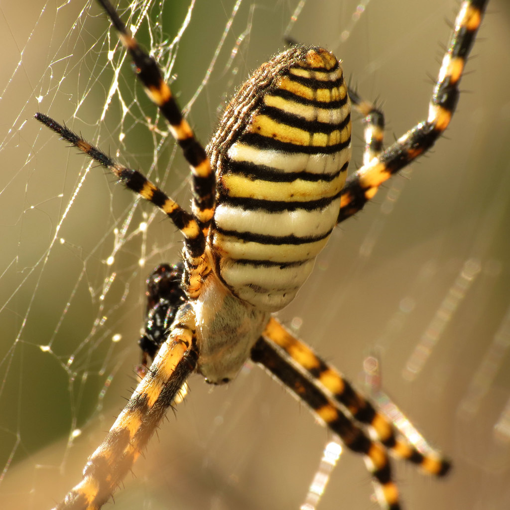 Banded Garden Spider reference