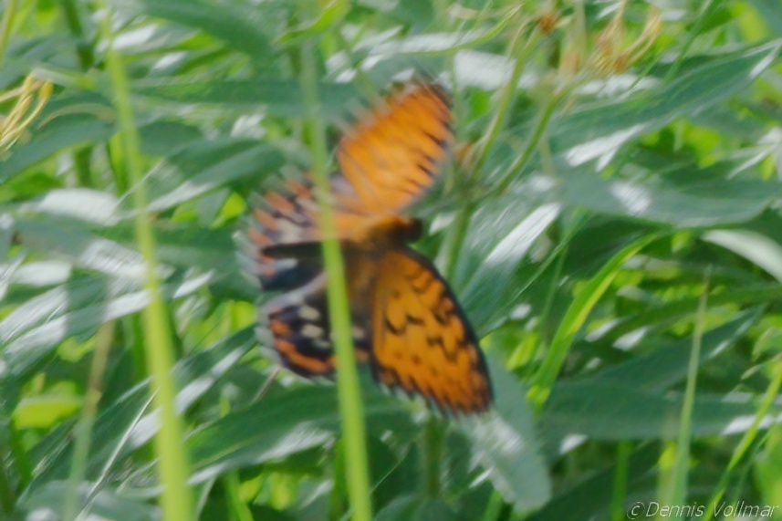 Regal Fritillary reference