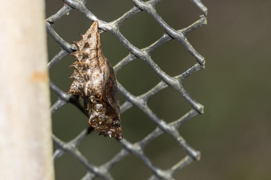 Silver-washed Fritillary reference