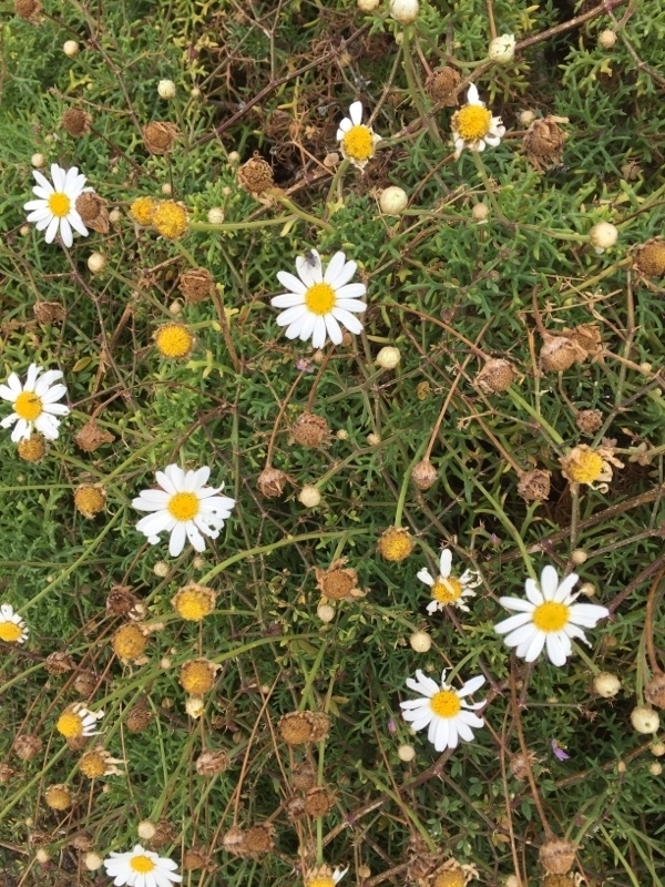 Marguerite daisy reference