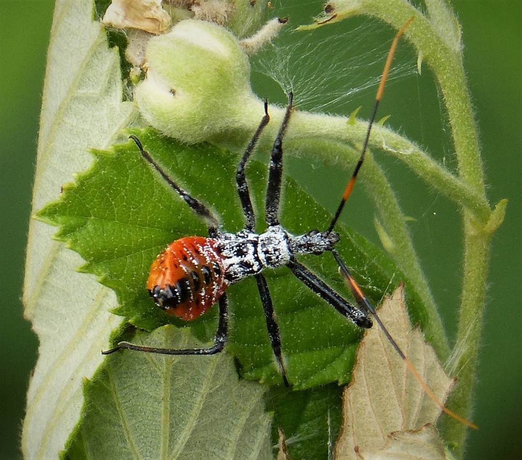North American Wheel Bug reference