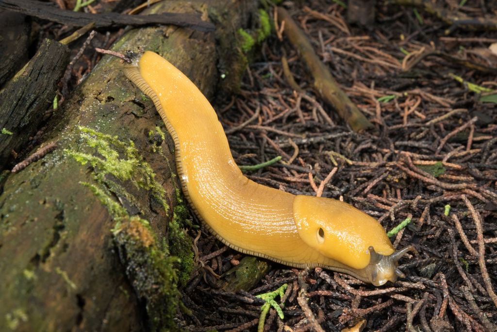 California Banana Slug reference