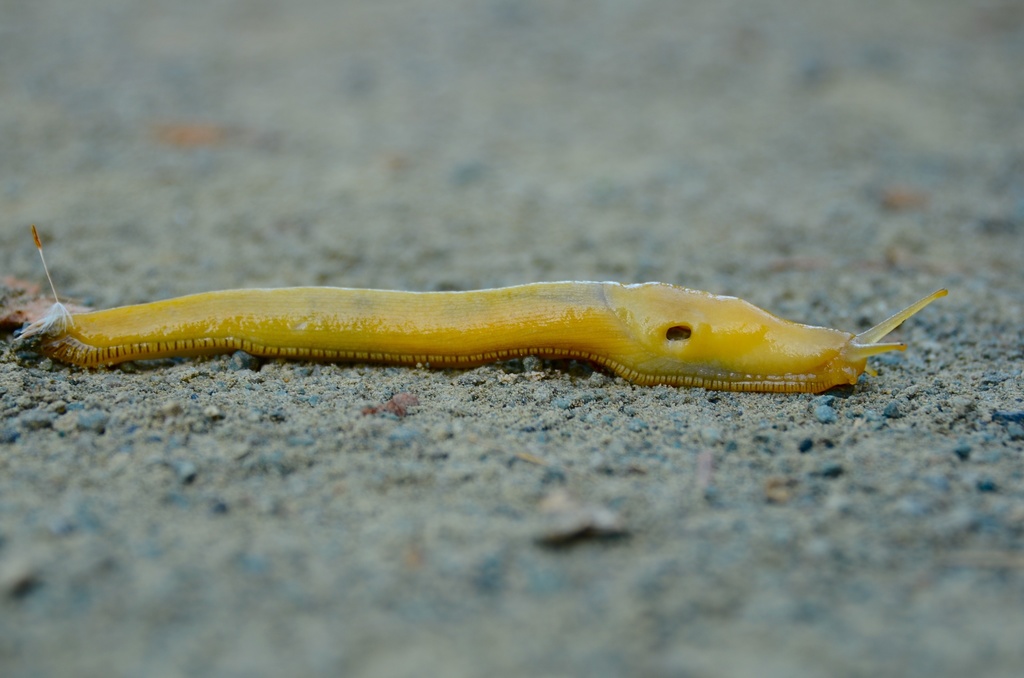 Slender Banana Slug reference