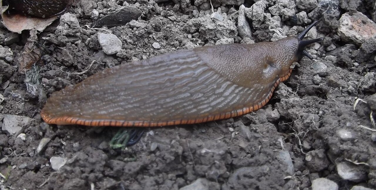 Black Slug reference