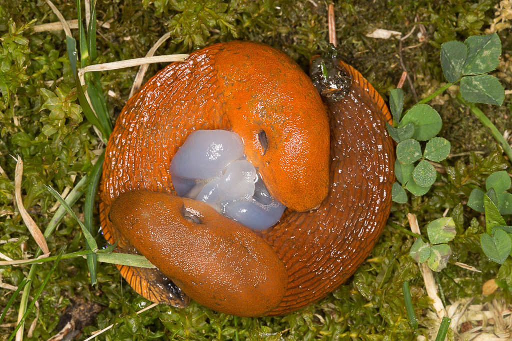 Spanish Slug reference