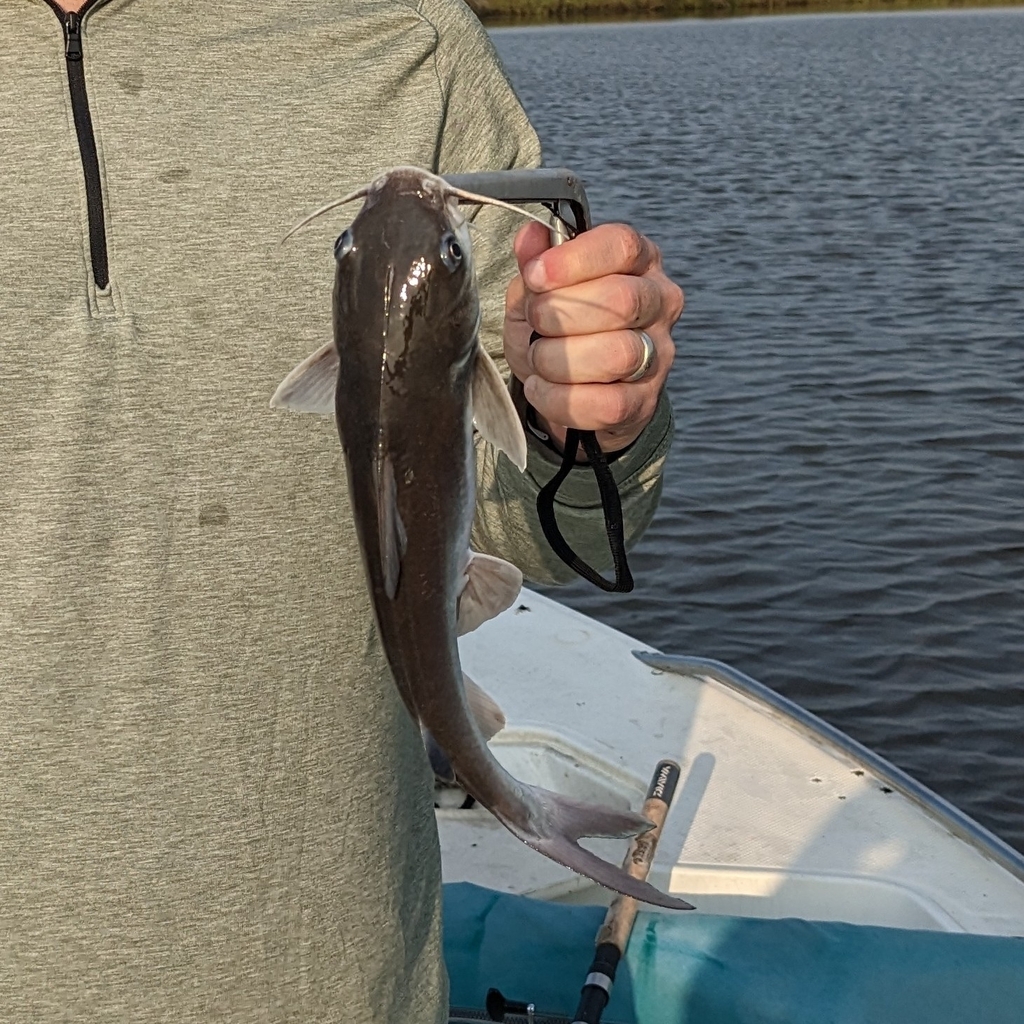 Hardhead Catfish