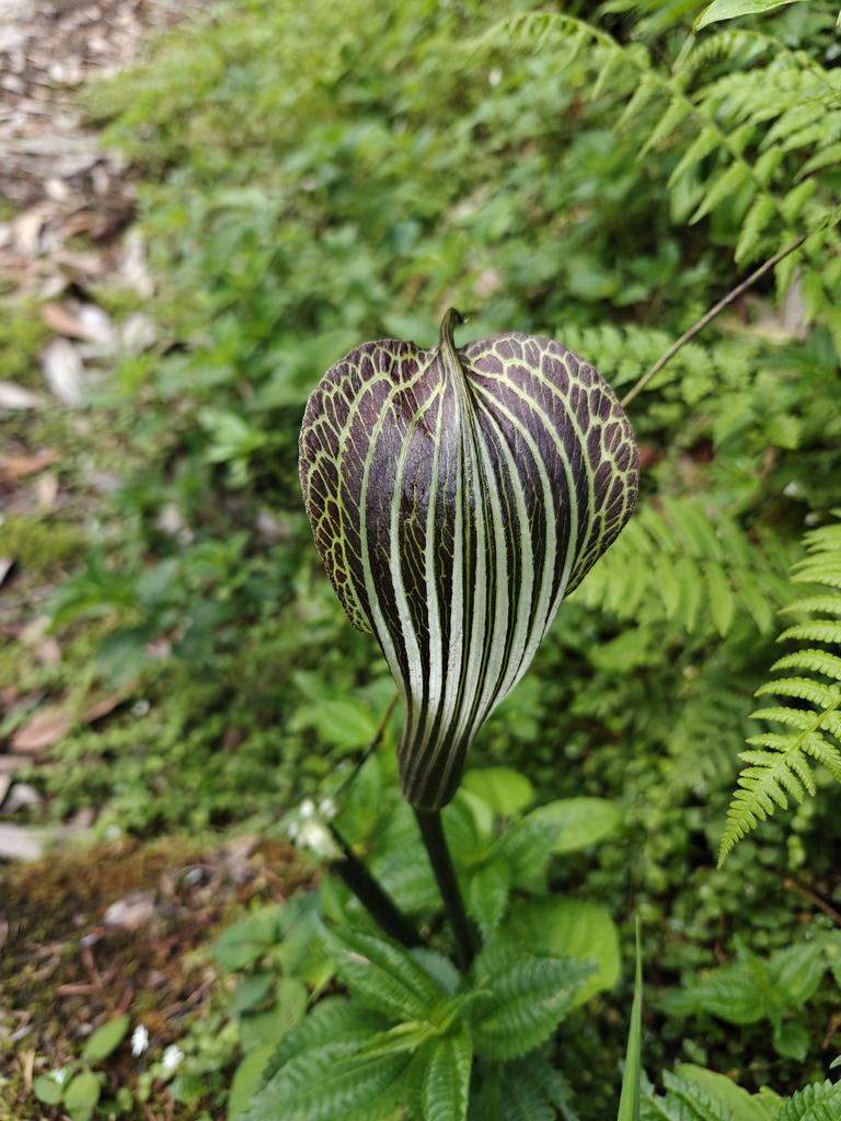 Arisaema propinquum reference