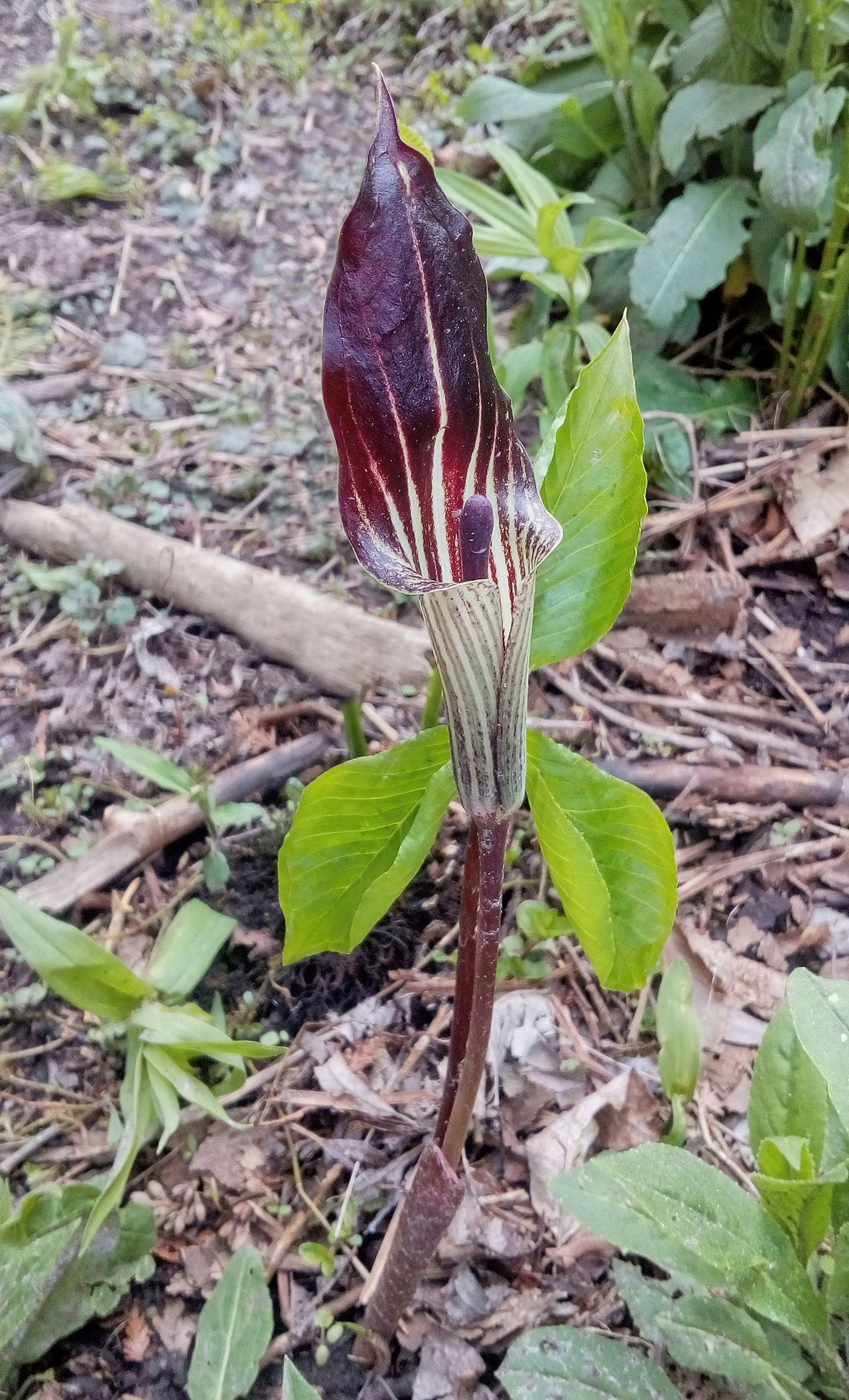 Jack-in-the-Pulpit reference
