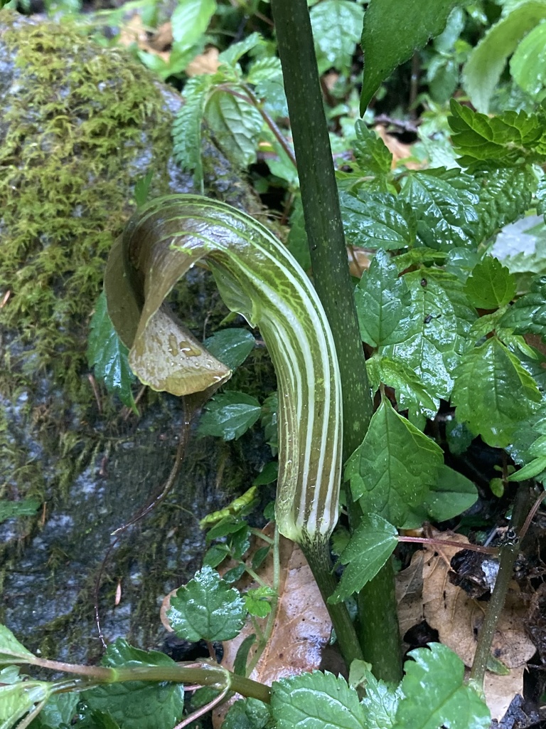 Sikkim Cobra Lily reference