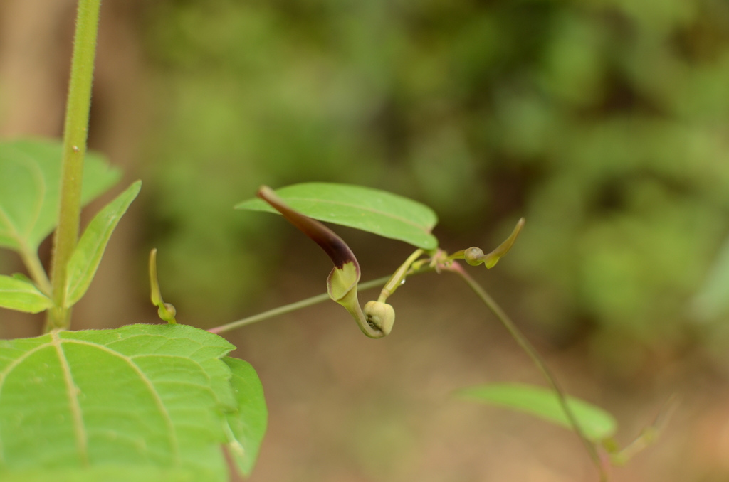Indian Dutchman's Pipe reference