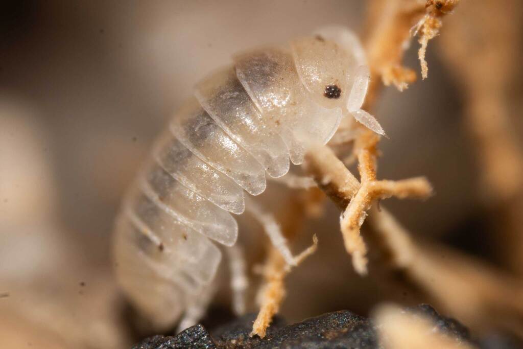 Common Pill Woodlouse reference