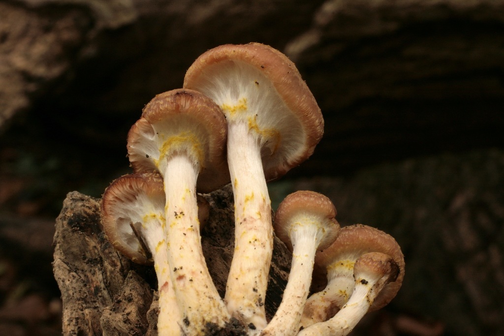 Bulbous Honey Fungus reference
