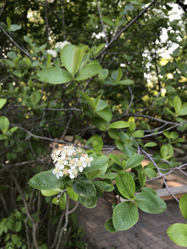 black chokeberry reference