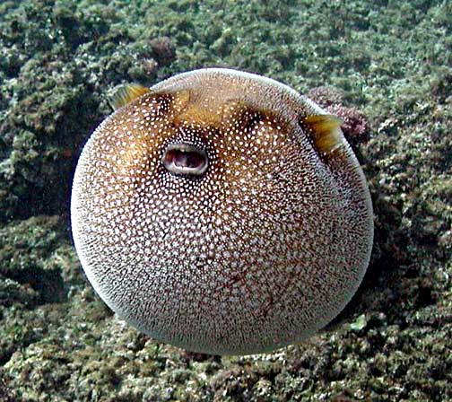 Guineafowl Puffer reference
