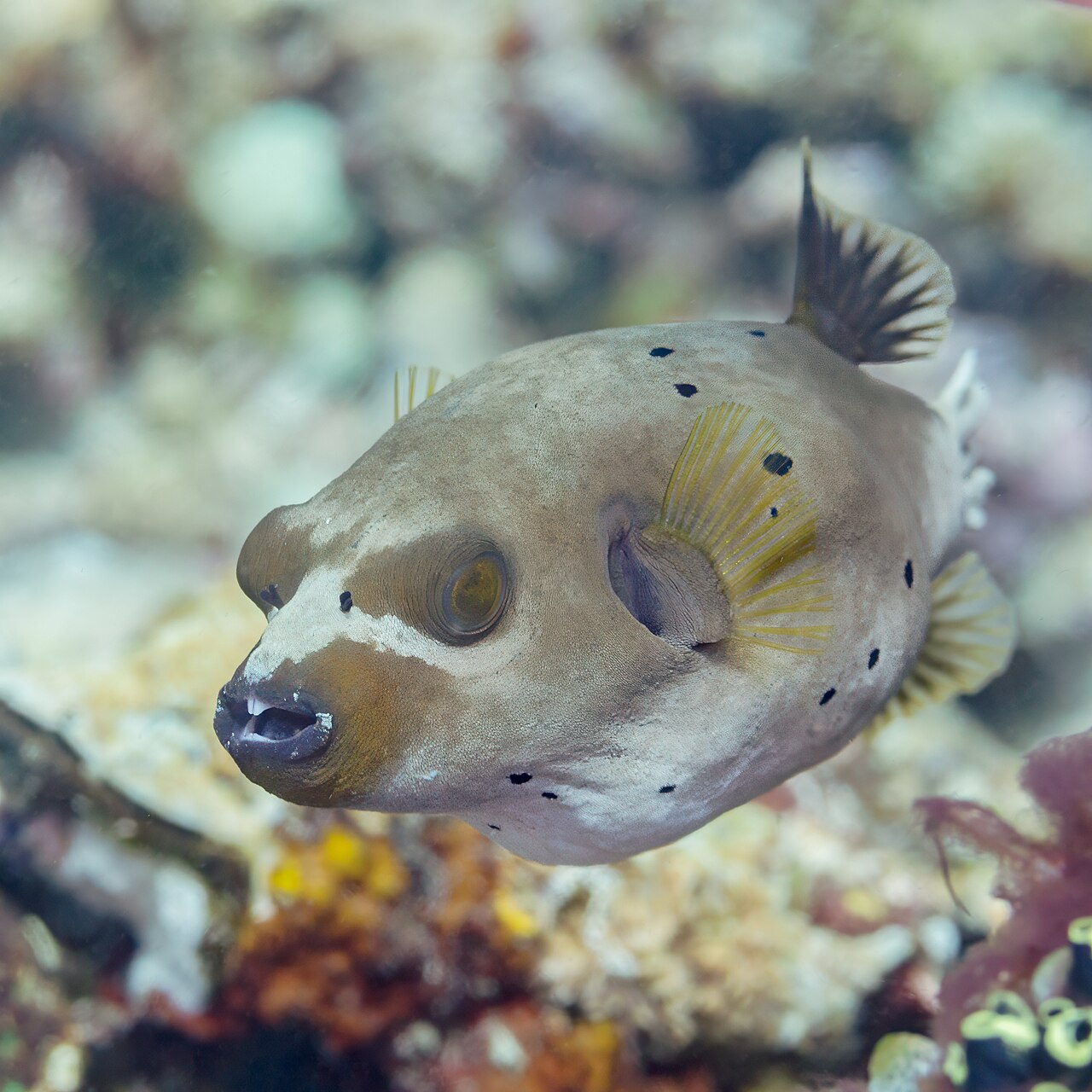 Dog-faced Puffer reference