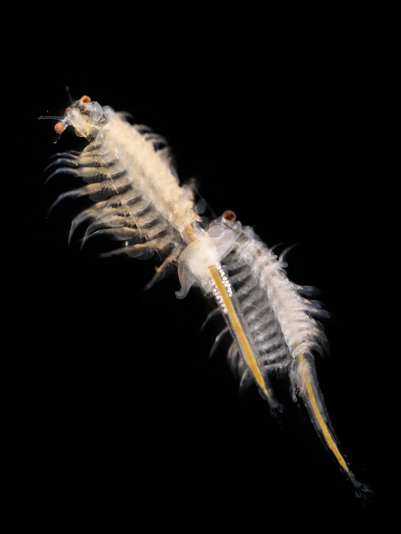 Brine Shrimp