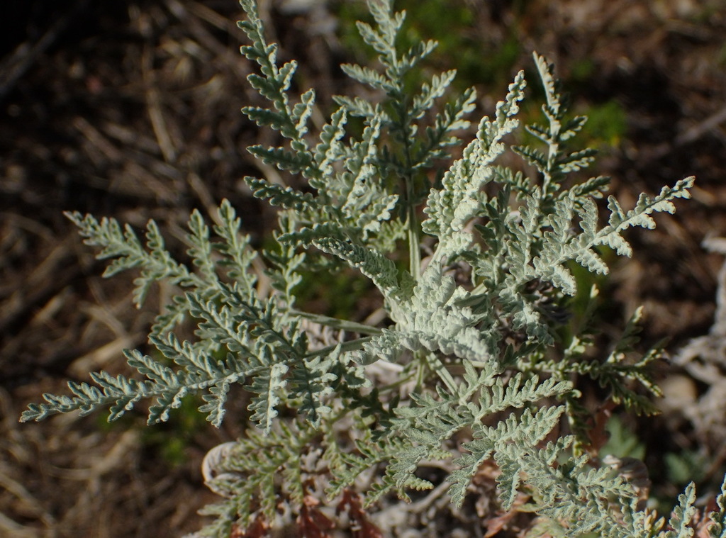 African Wormwood reference