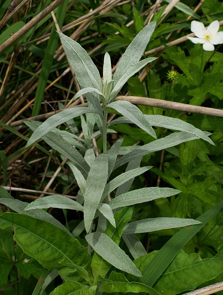 Silver Wormwood reference