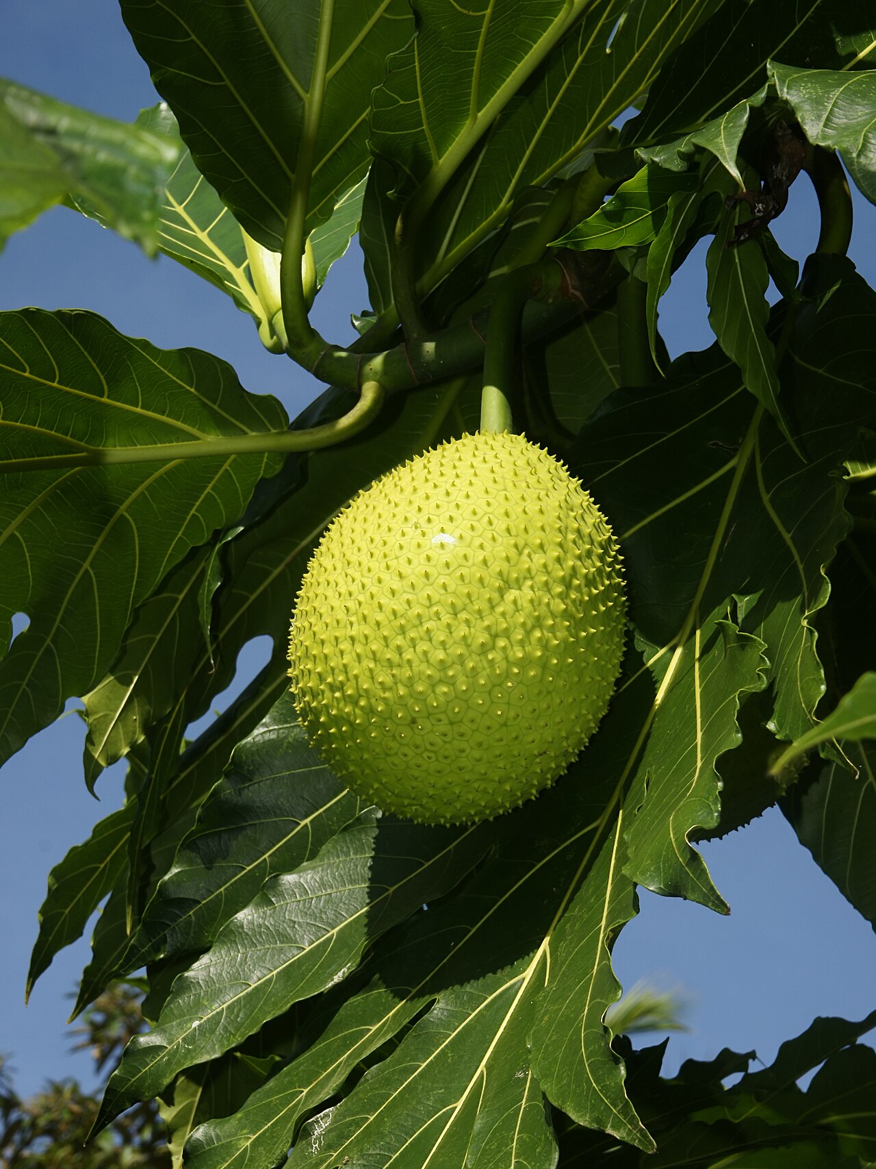 Breadfruit reference