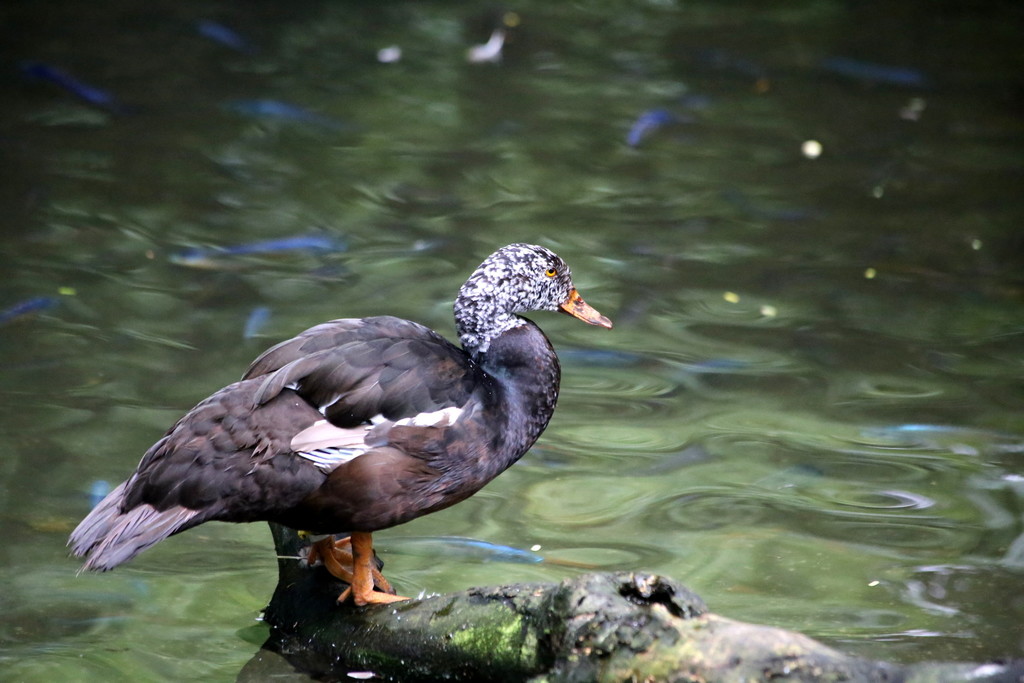 White-winged Duck reference