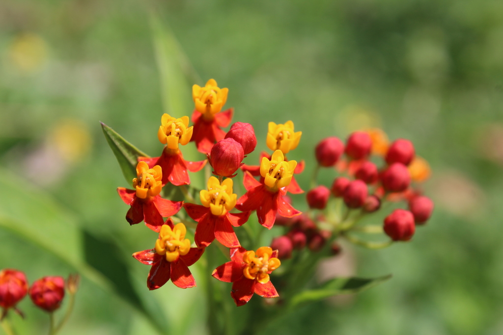 tropical milkweed reference
