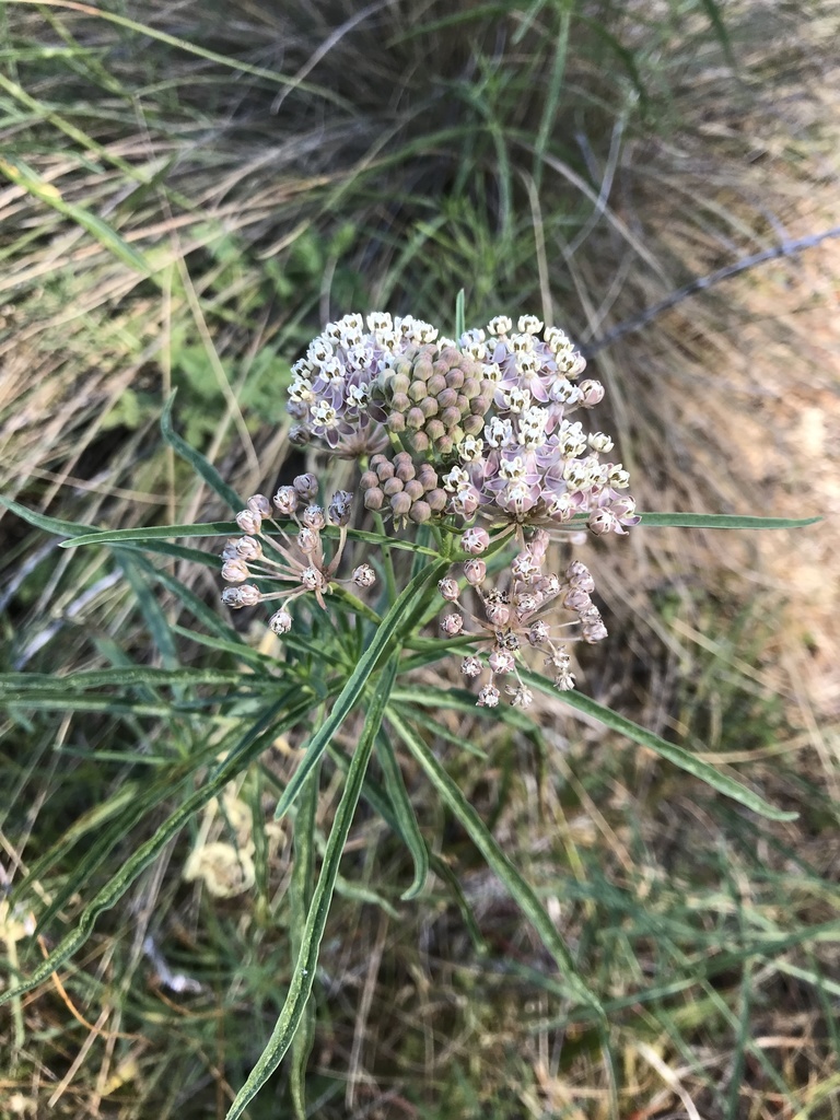 narrowleaf milkweed reference