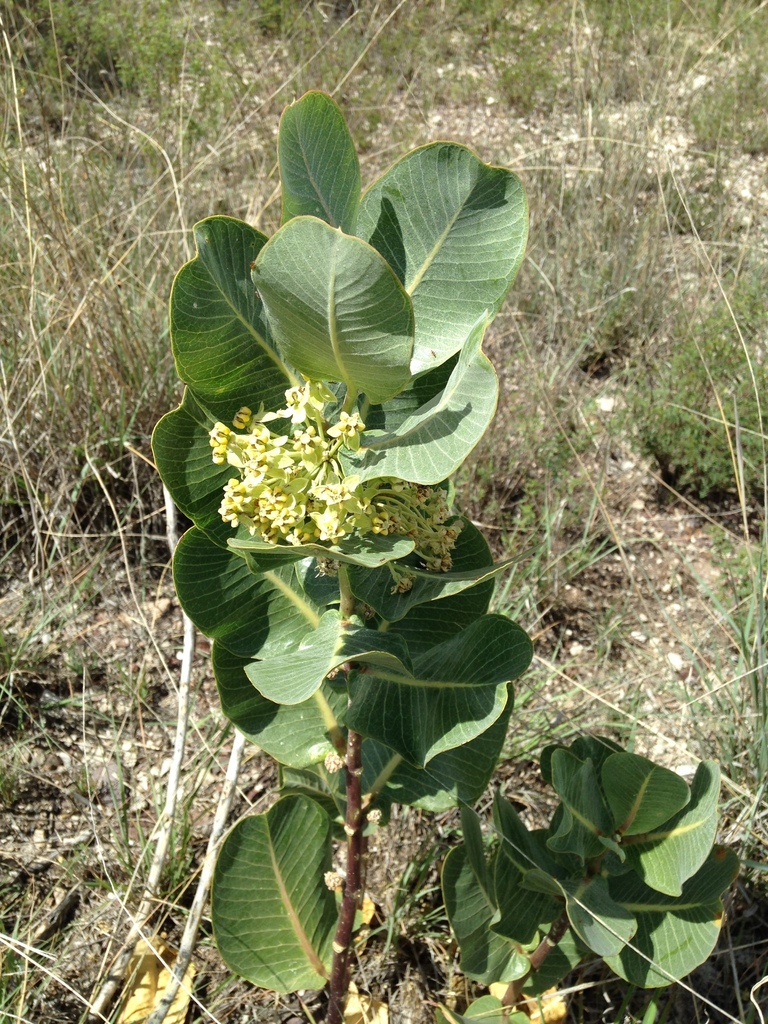 broadleaf milkweed reference