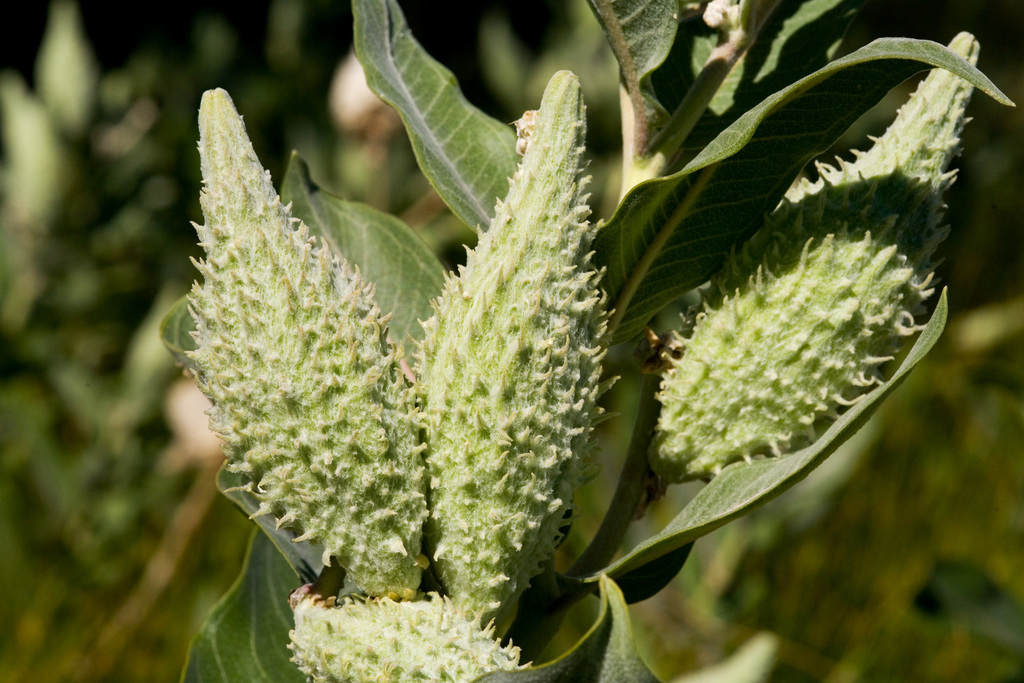 showy milkweed reference