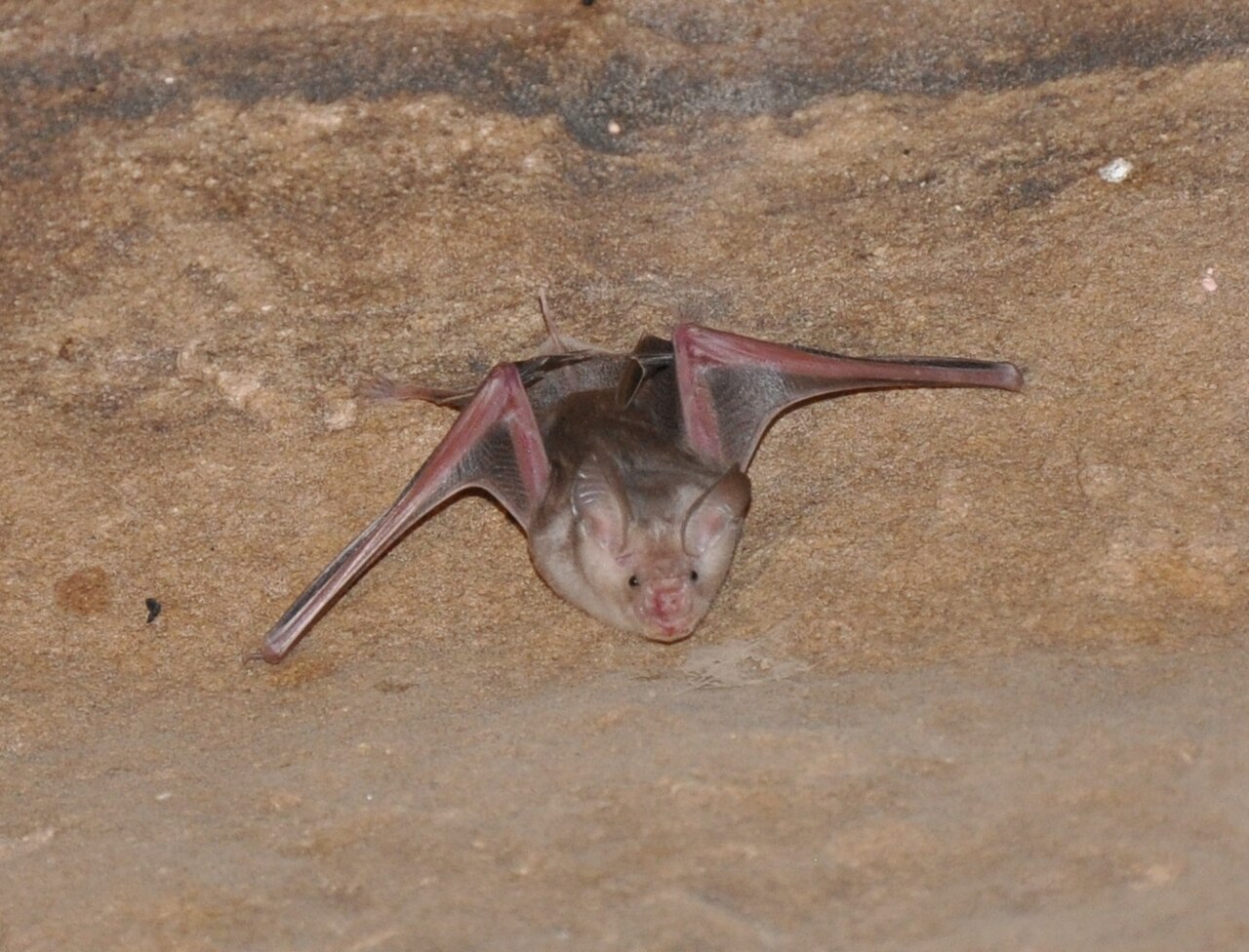 Trident Bat reference