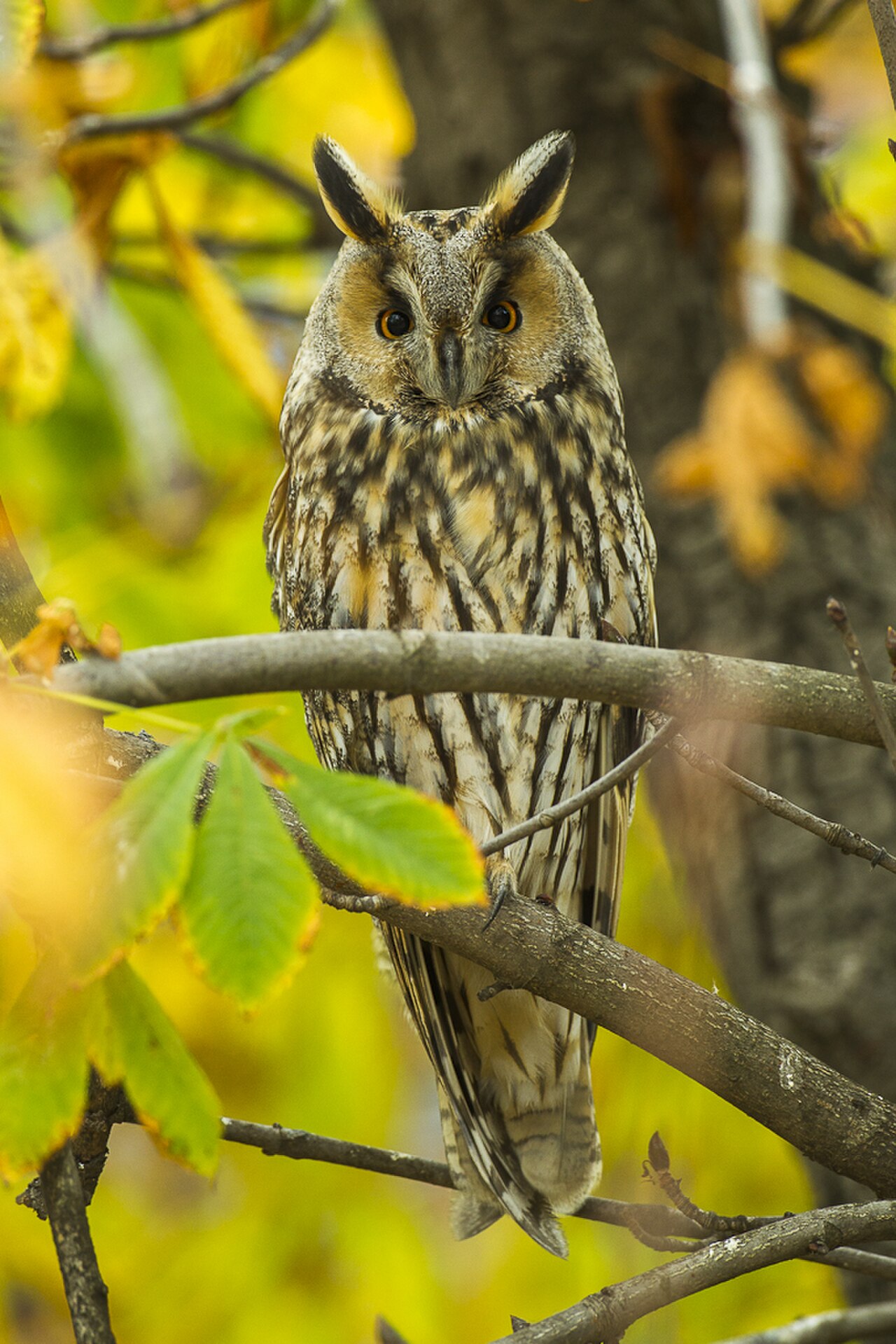 Long-eared Owl reference