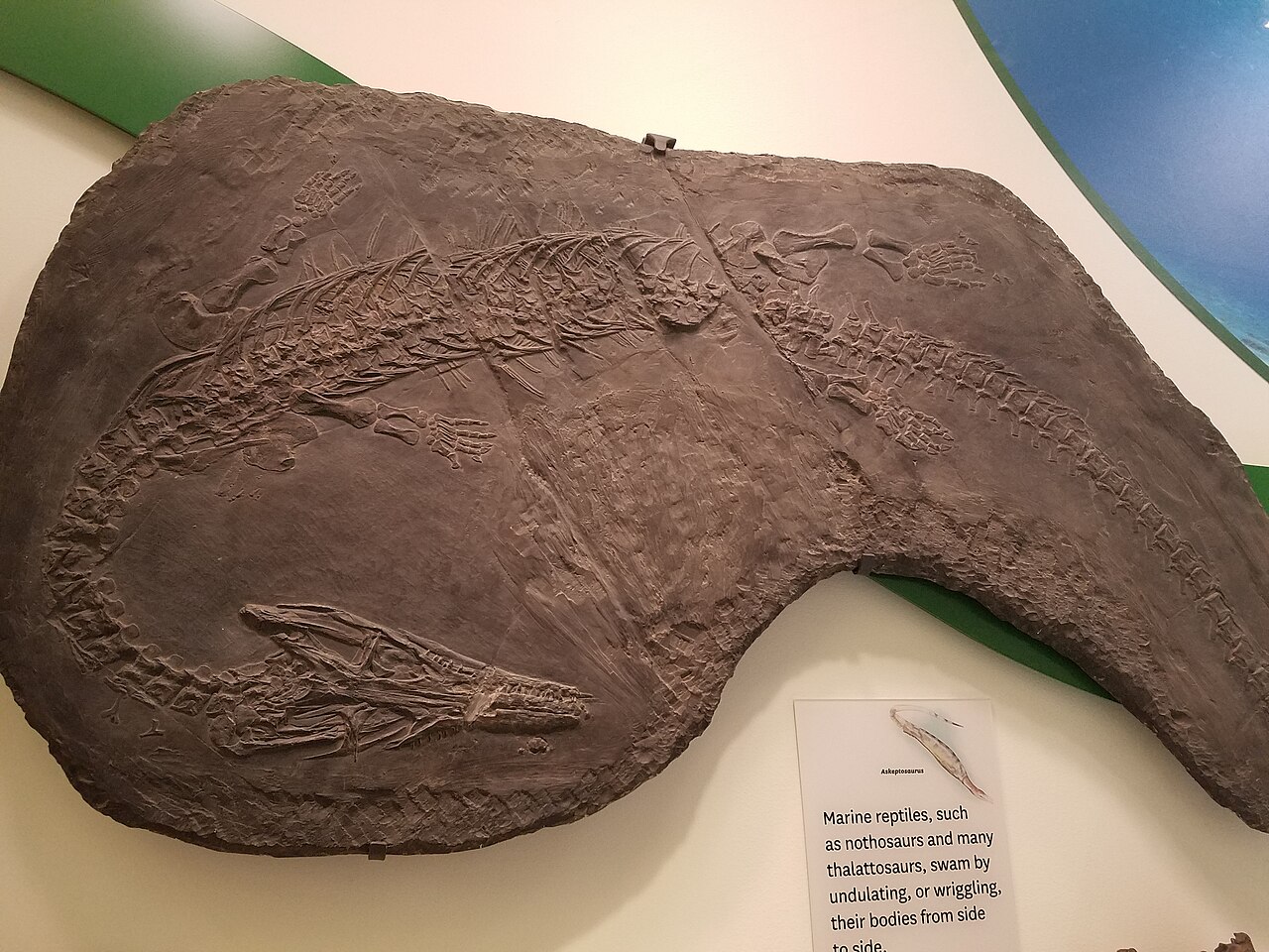 Askeptosaurus italicus reference