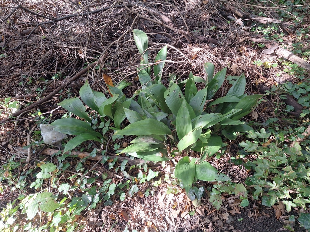 cast-iron plant reference