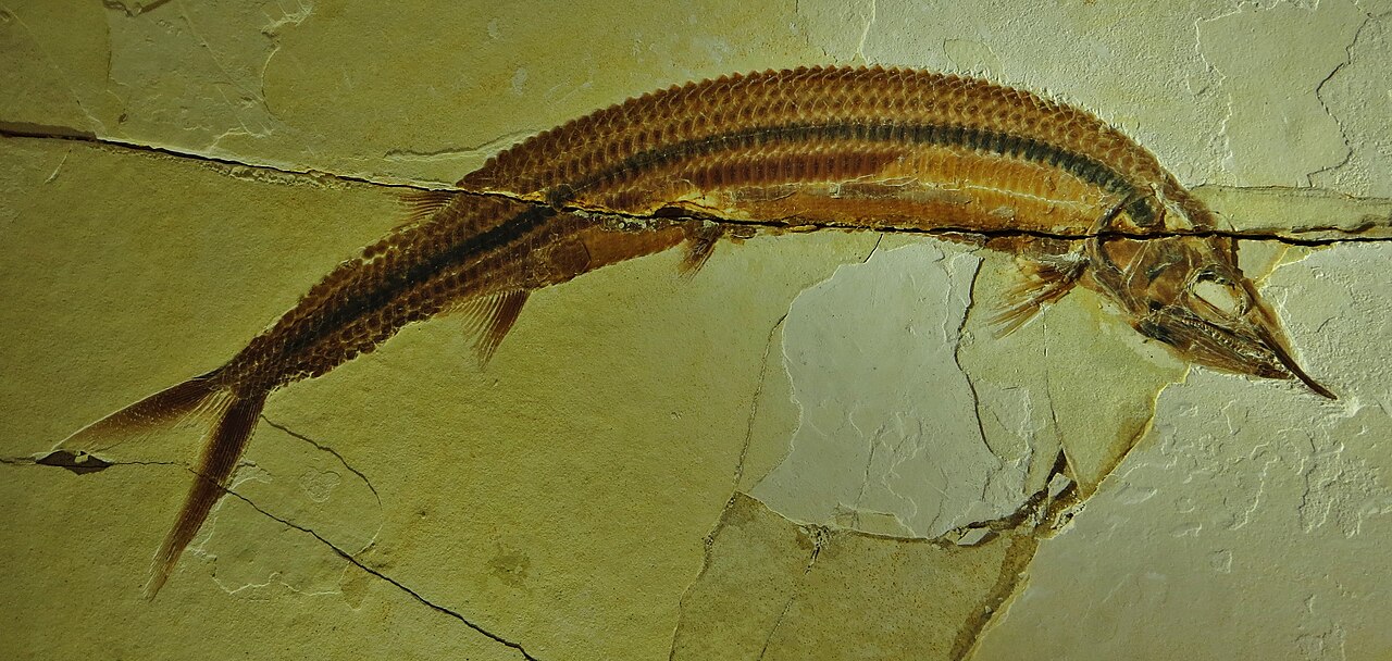 Aspidorhynchus acutirostris reference