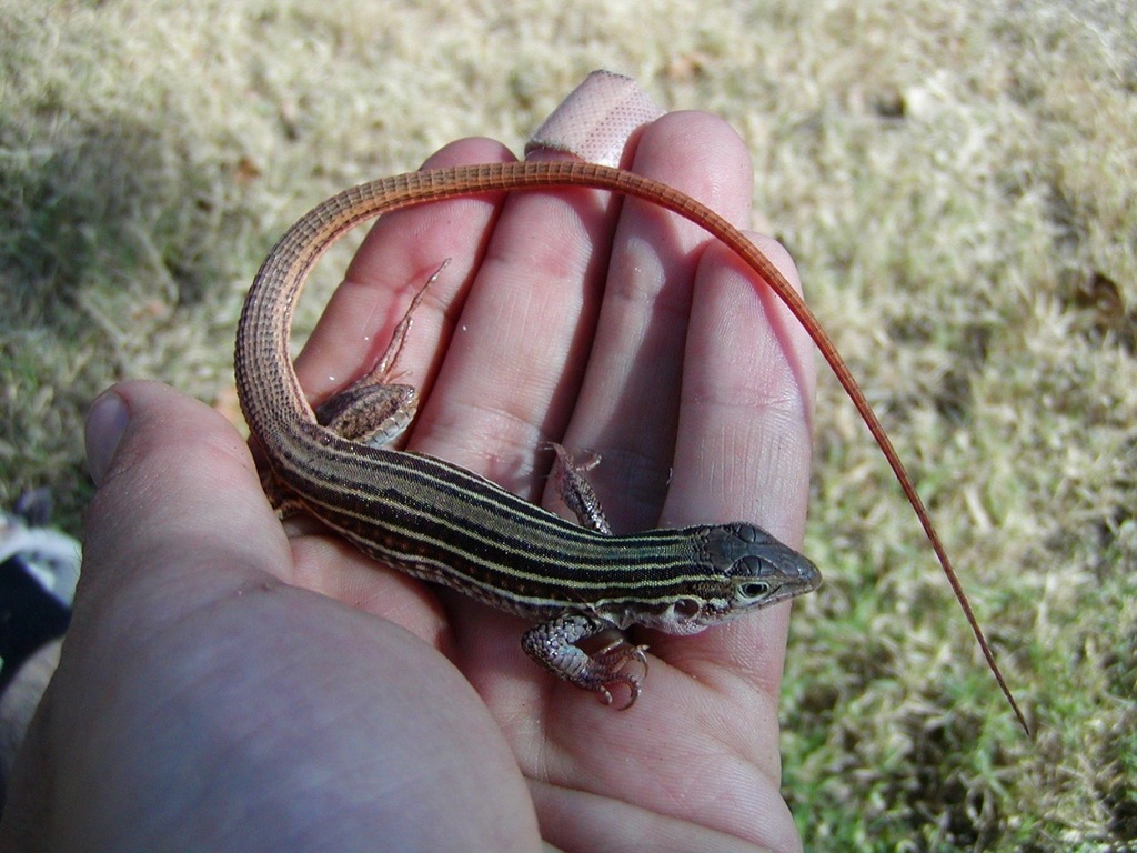 Common Spotted Whiptail reference