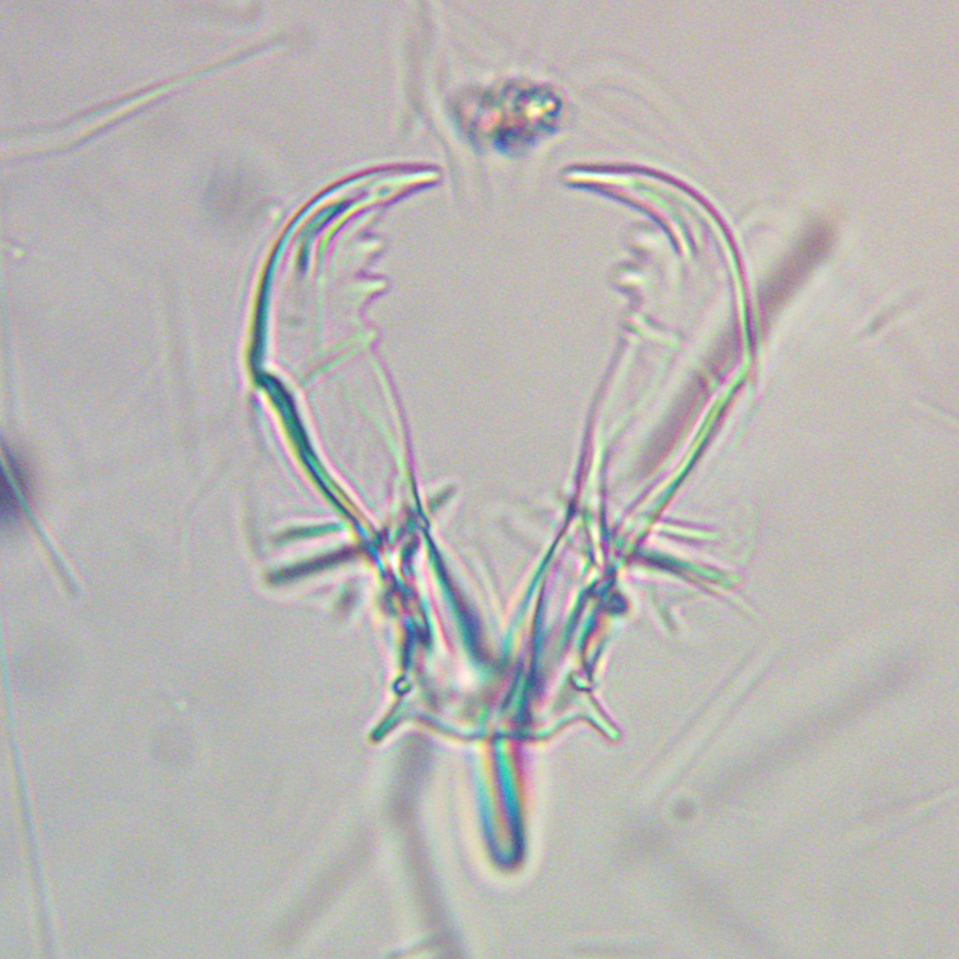 Asplanchna priodonta reference