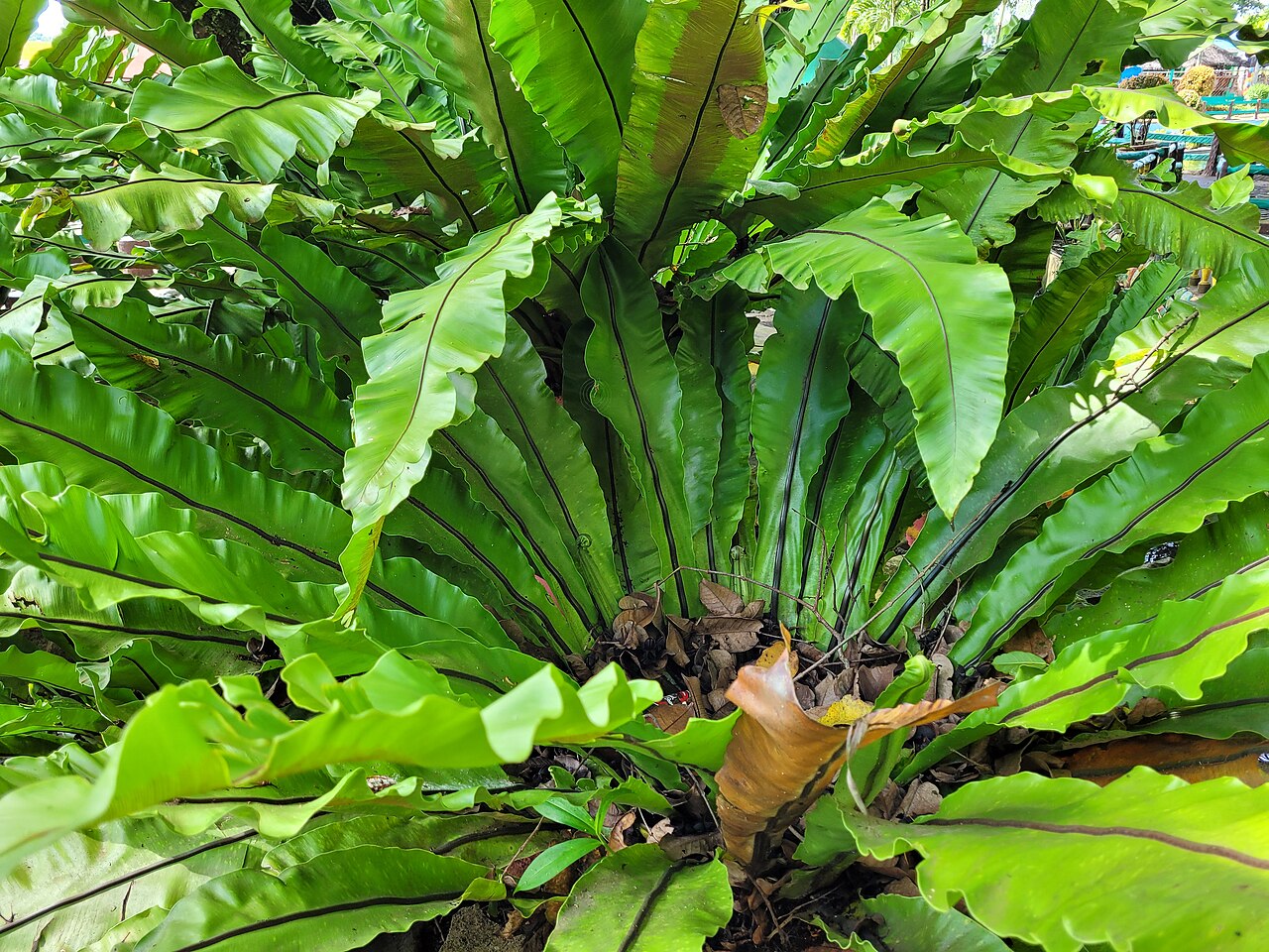 Bird's Nest Fern reference