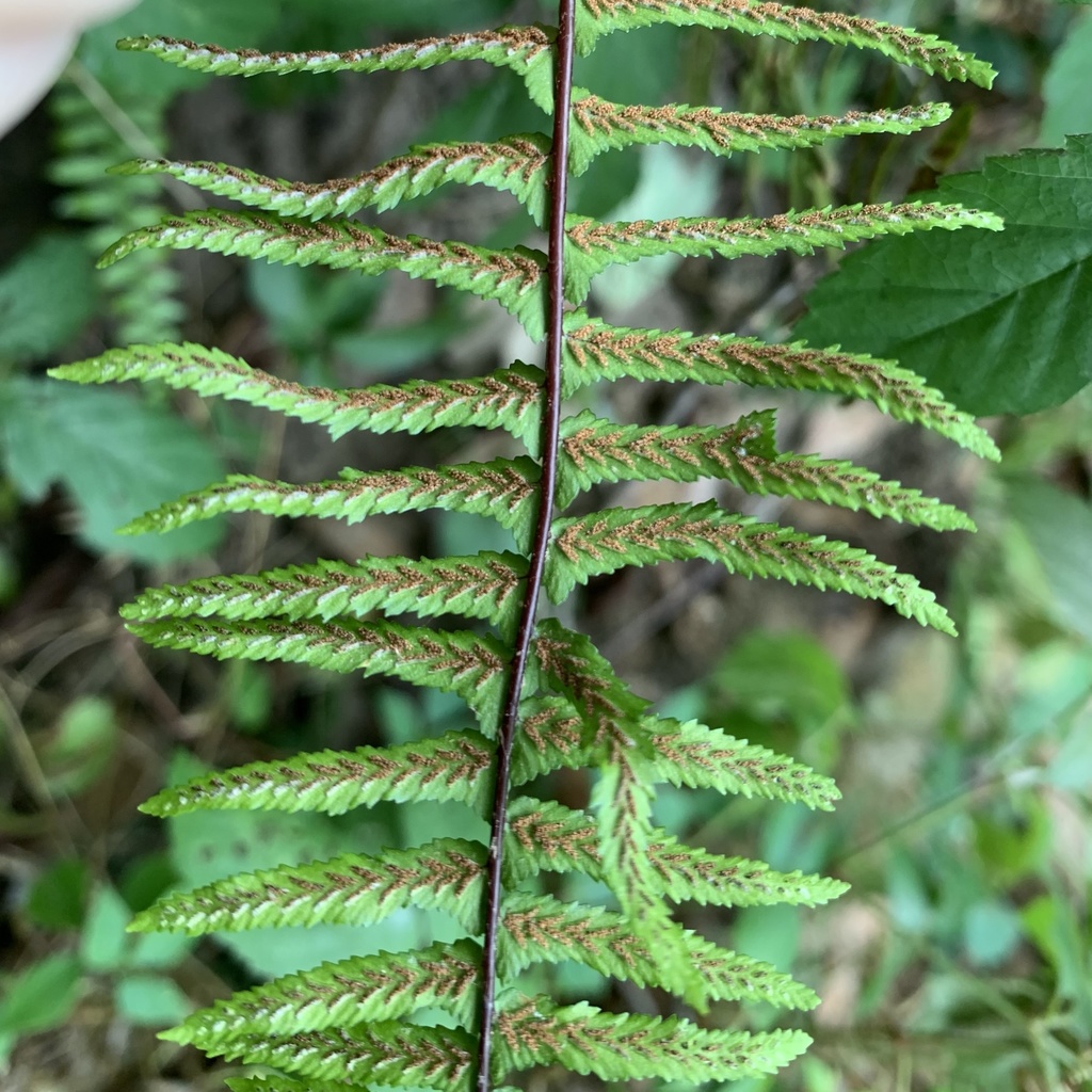 Ebony Spleenwort reference