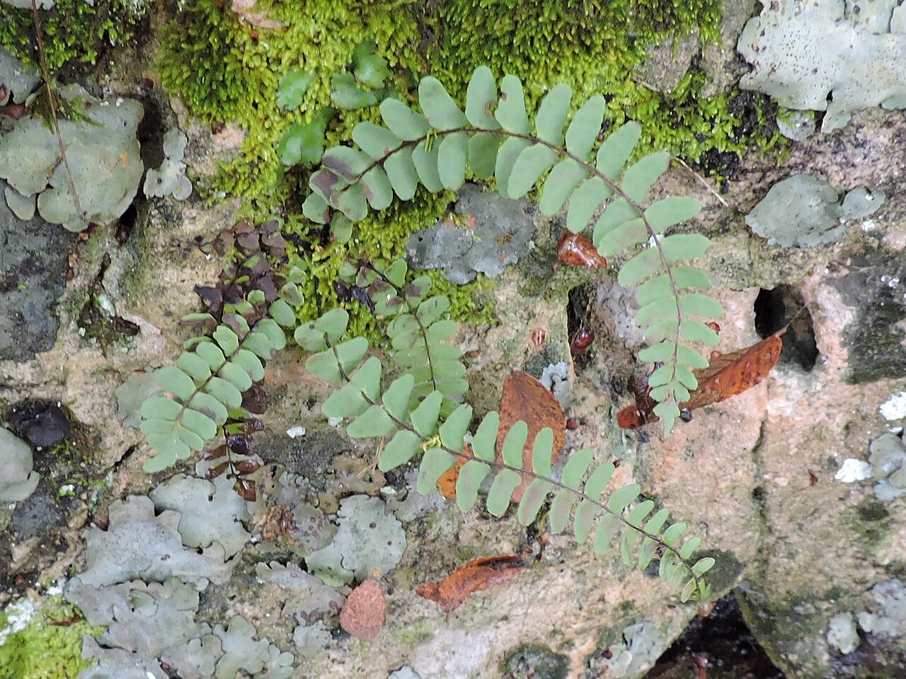 Black-stem Spleenwort reference