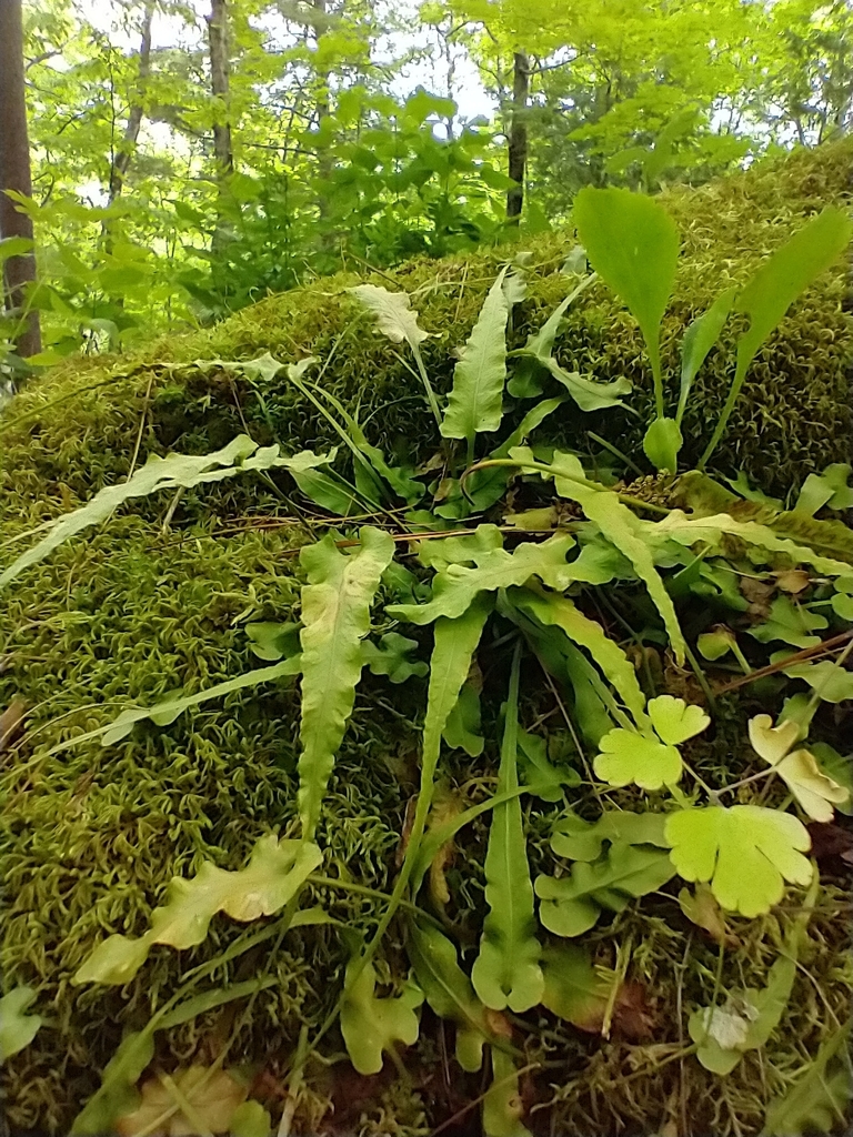 Walking Fern reference