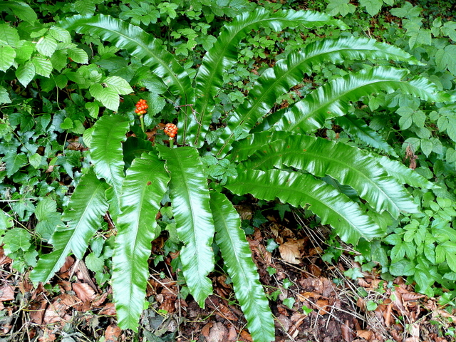Hart's-tongue Fern reference