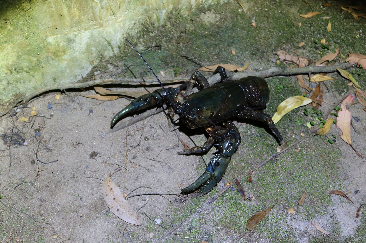 Tasmanian Giant Freshwater Crayfish