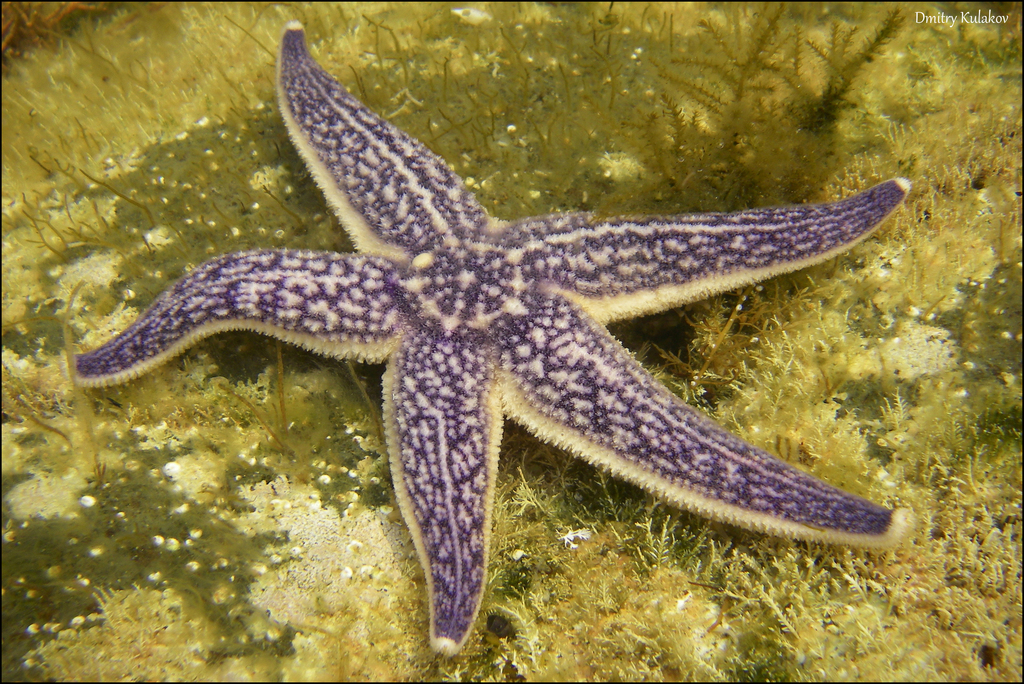 Northern Pacific Sea Star reference