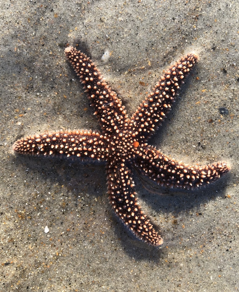 Forbes's Sea Star reference