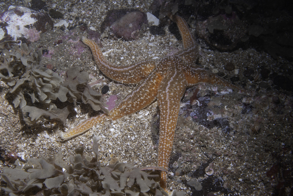 Common Starfish reference